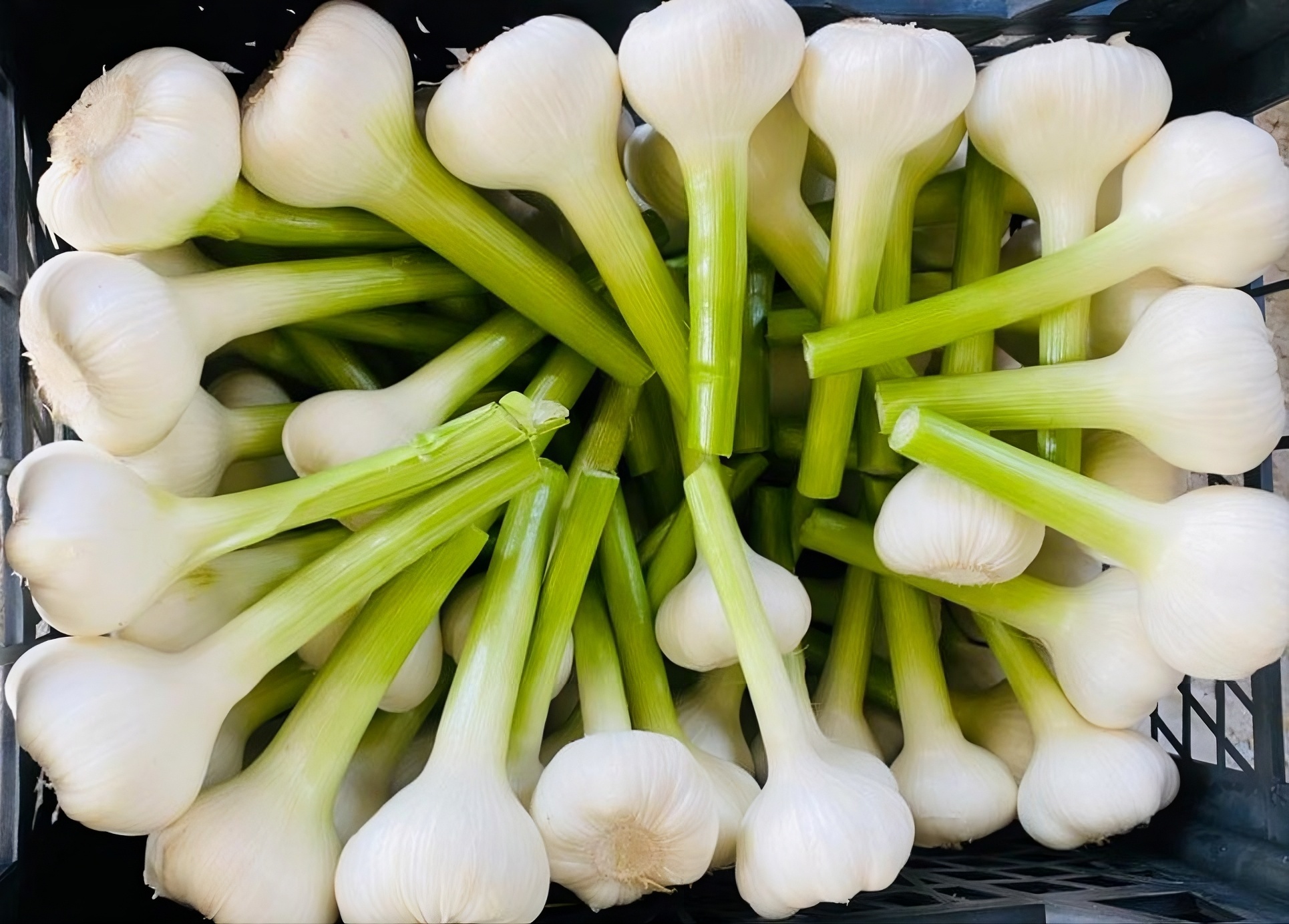                        PharoHerb � Your Reliable Partner in            