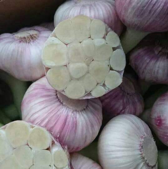 Purple Garlic
